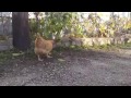 Gallina ataca a ratón inesperadamente