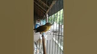 pleci rasa kenari joooos