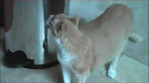 How to clean up cat throw up