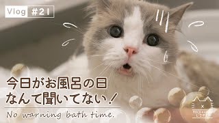 お風呂で濡れるのが怖くて鳴いちゃうラグドール猫もふ猫の暮らし【#21】