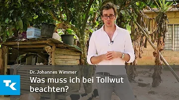 Wie werden Hunde gegen Tollwut geimpft?