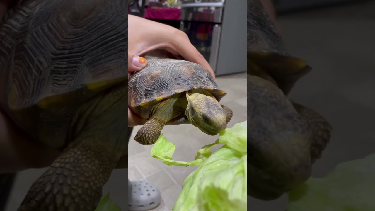 Tortuga comiendo lechuga 