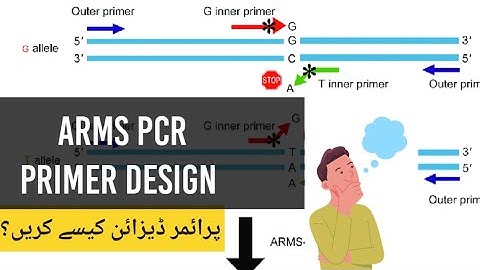 ARMS PCR | Primer designing method