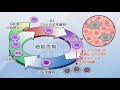 【ダイジェスト版】老年看護 援助技術シリーズ 第1巻「高齢者の生理機能の変化」