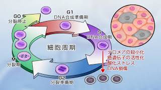 【ダイジェスト版】老年看護 援助技術シリーズ 第1巻「高齢者の生理機能の変化」