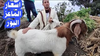 اسعار الماعز البور اليوم