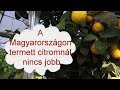 A Magyarországon termett citromnál nincs jobb