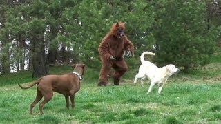 Extremely Disturbing Dogman Footage