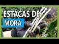 Cómo reproducir la MORA o ZARZAMORA por ESTACAS