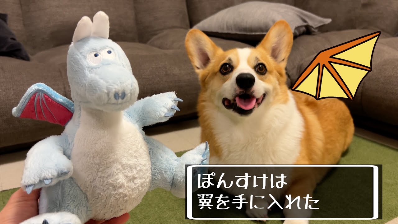 Doggy Box】空飛ぶコーギー⁉️龍に憧れる犬の物語・・・ - YouTube