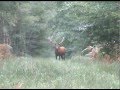 Animaux sauvages des forêts.Grand cerf solitaire .