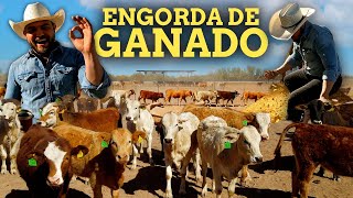 Así es la ENGORDA de GANADO en Sonora 🐂 | Dietas, Alimentos y Control