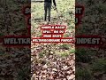 #bunker #metaldetecting #wundersand #history #automobile #metaldetector #wald #edit #lostplace
