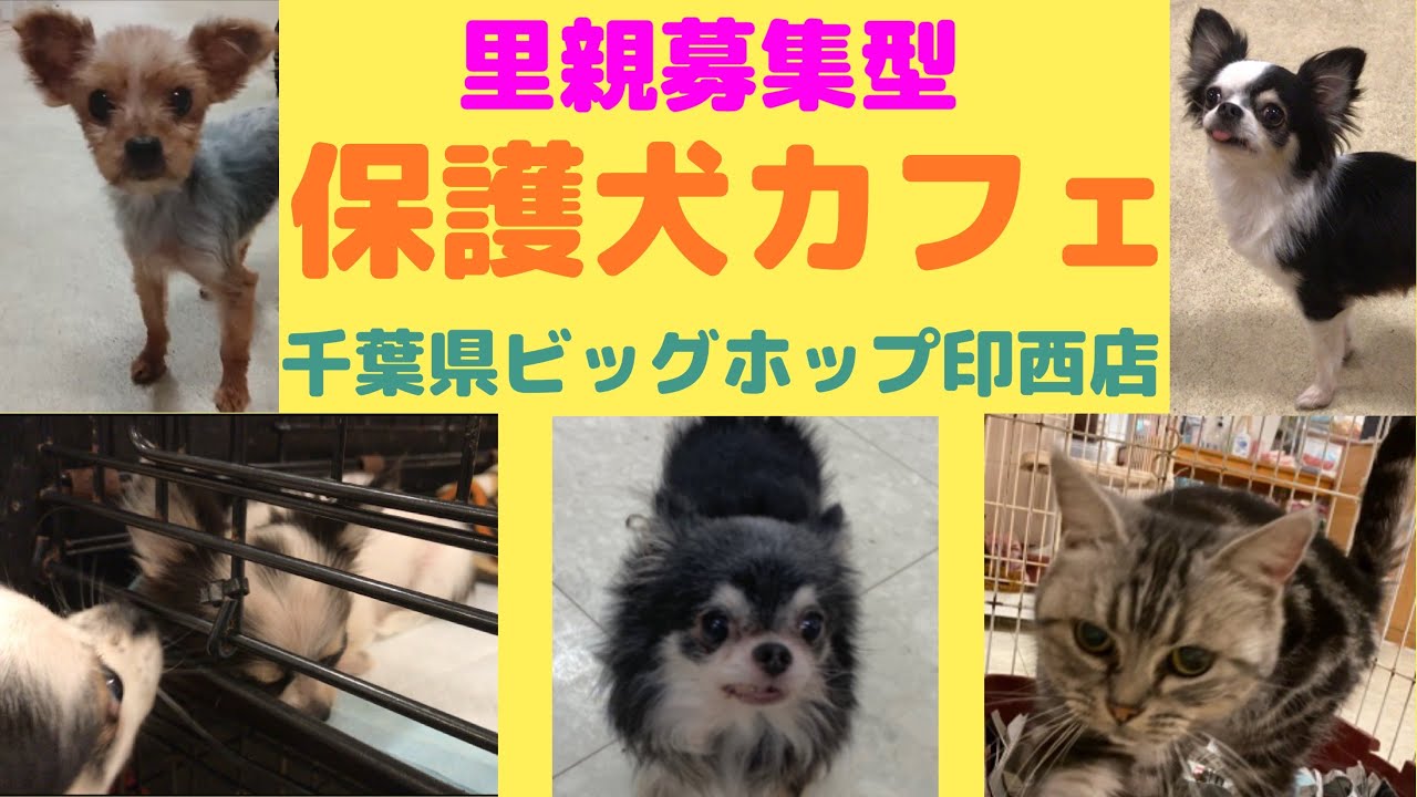 初めての 保護犬カフェ 年10月 生後3ヶ月かわいい子犬 小型犬 猫 里親募集 Hogoken Cafe ビッグホップ印西店 Youtube