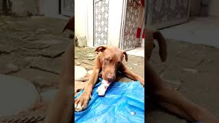 Gabbar Apbt Bone Chew