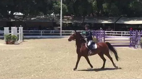 Alyce Bittar and Beirut B 1000$ Cwd modified jumpe...