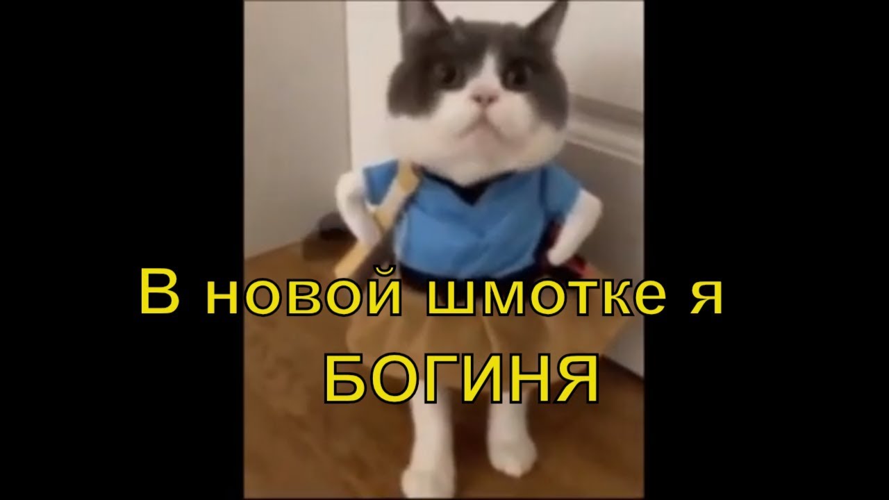 Новогодние Костюмы Для Кошек Своими Руками