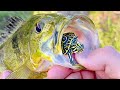 RESCUED ! HELPLESS BABY TURTLE FOUND SWALLOWED BY GIANT FISH ! WILL WE SAVE HIM ?!