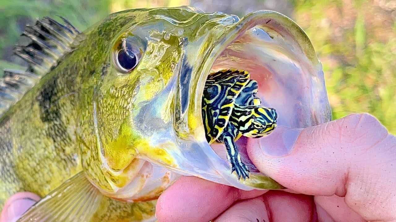 RESCUED ! BABY TURTLE FOUND SWALLOWED BY GIANT FISH ! WILL WE SAVE HIM ?! 