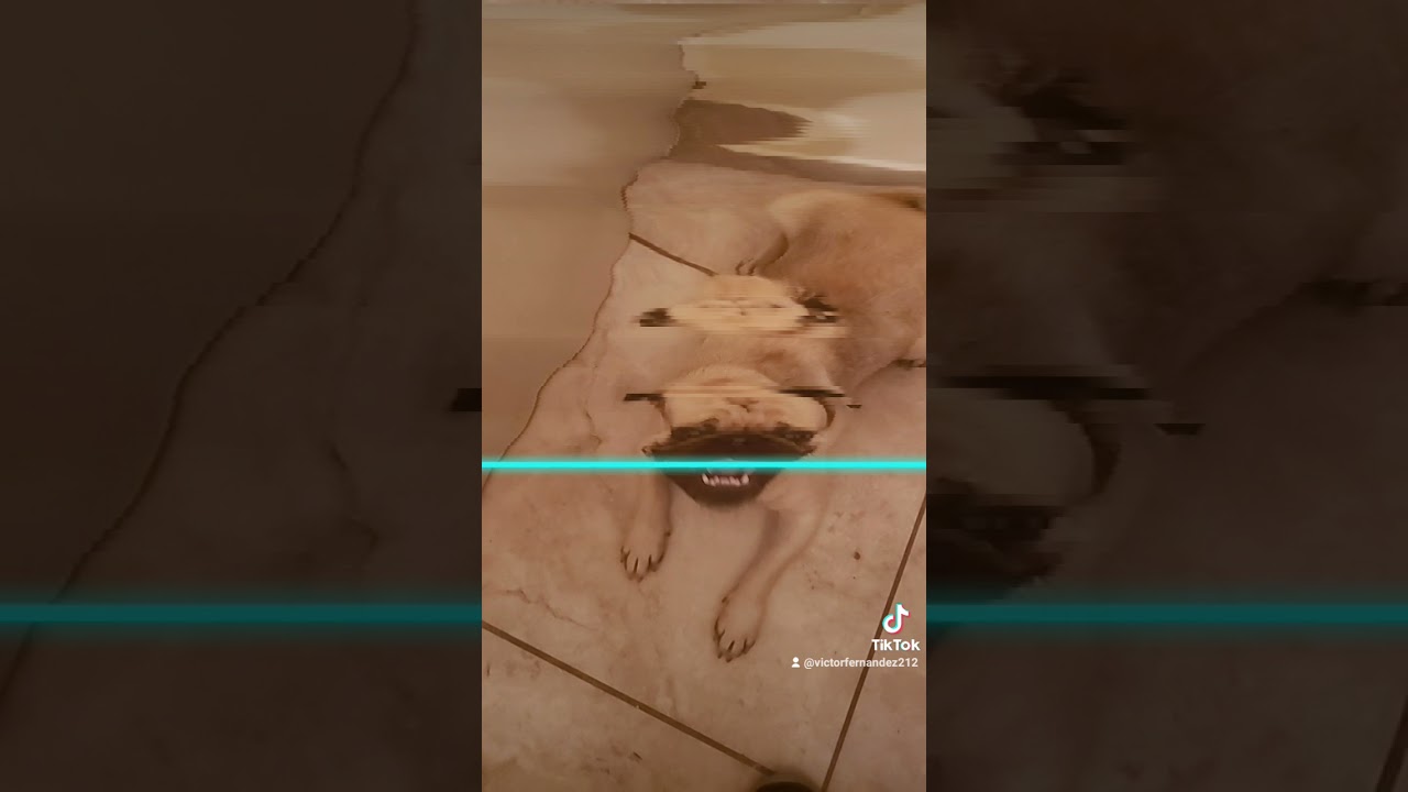 pug panchito tiktok
