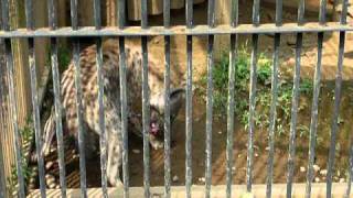 ブチハイエナさんのガリガリタイム♪（大宮公園小動物園）