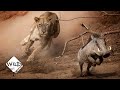 Tough warthog takes on lion  wild to know