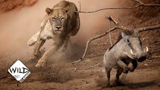 Tough Warthog Takes on Lion | Wild to Know