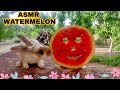 ASMR rabbit eating watermelon #asmr #rabbit #fruit