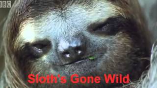 Sloths Gone Wild