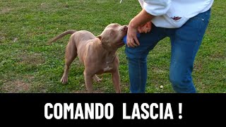 Come insegnare il comando 'Lascia' al cane !