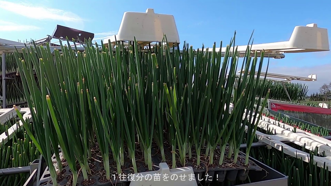 【ファームキトラ】玉ねぎの苗植え(Onion Planting)【のりもの】