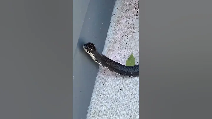 King Snake???