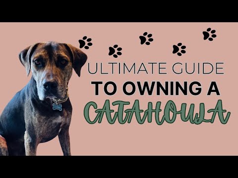 Vidéo: Le chien léopard Catahoula de la Louisiane et ses habitudes