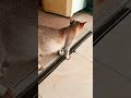 TIDAK MAU PERGI JAUH #binatanglucu #cat #catlovers #duniahewan