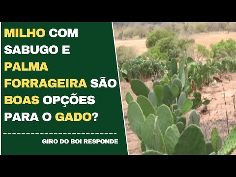 MILHO COM SABUGO E PALMA FORRAGEIRA SÃO BOAS OPÇÕES PARA O GADO?