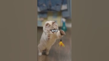 Catnip Chaos: Kitty
