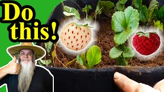 How I plant Strawberries, Pineberries & Strasberries in containers for LOTS of Berries.