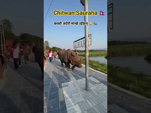 “कस्तो अटेरी मान्छे रहेछन् गैंडा देखेर पनि डर नमानेका”😱🦏#Gaida #OneHornedRhino #wildlfe  #Sauraha 🇳🇵