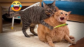 Trending Funny Animals🥰Funniest Dogs and Cats😽🐶😁part 1