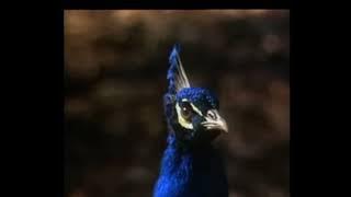 Peacok Splash Soweto township band of the 1980s and 1990s led by Dan Tshanda, lead vocalist 🧑‍🎤