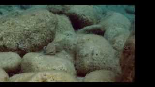 6 Legged Albanian Octo