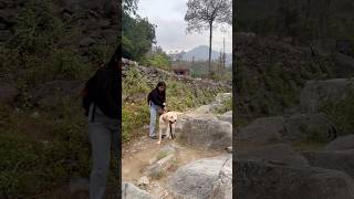 Garmii 🥵 #ytshorts #labradogs #cute #funny #labrador #labradorretriever