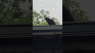 馬の毛を役立てておくれ#クローバー牧場