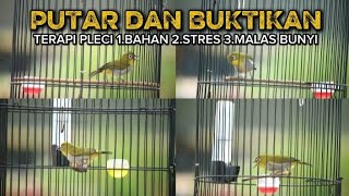 TERAPI PLECI MALAS BUNYI🔥