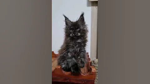 Watch the video about Black smoke Maine Coon Male for Sale in Milton WI 53463