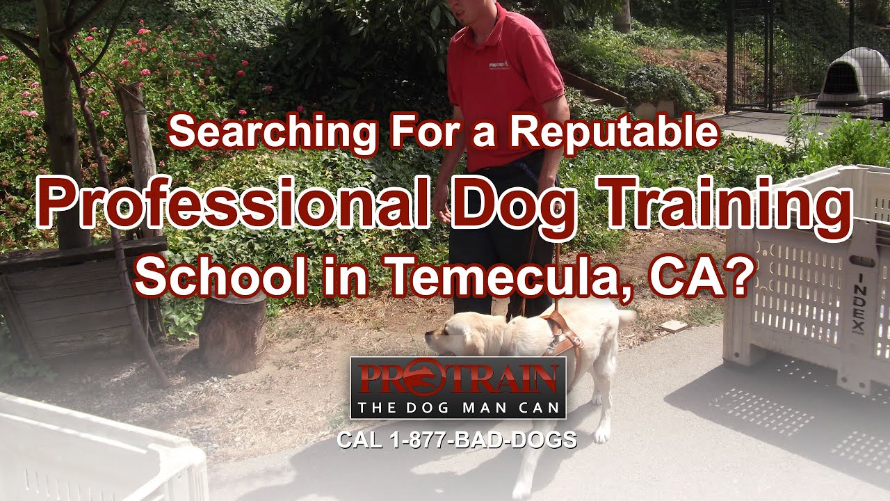 Why is Professional Dog Training in Temecula the Preferred Choice
