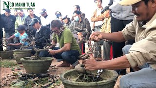 Thi tay nghề làm Mai bonsai tại Bình Định 2021