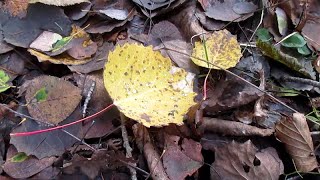En forêt pour faire le vide