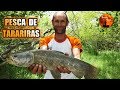 PESCA DE TARARIRAS/TARUCHAS - PESCA Y COCINA