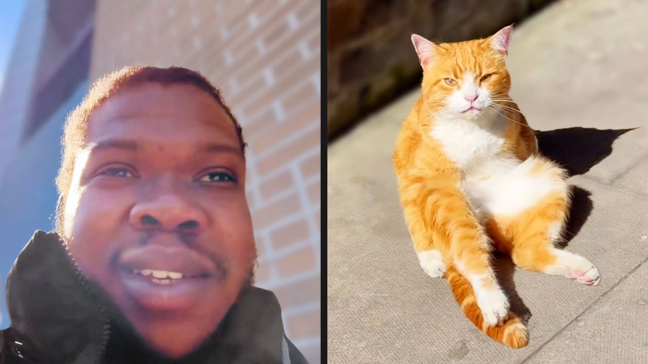 Cat Is Tired of Pretending